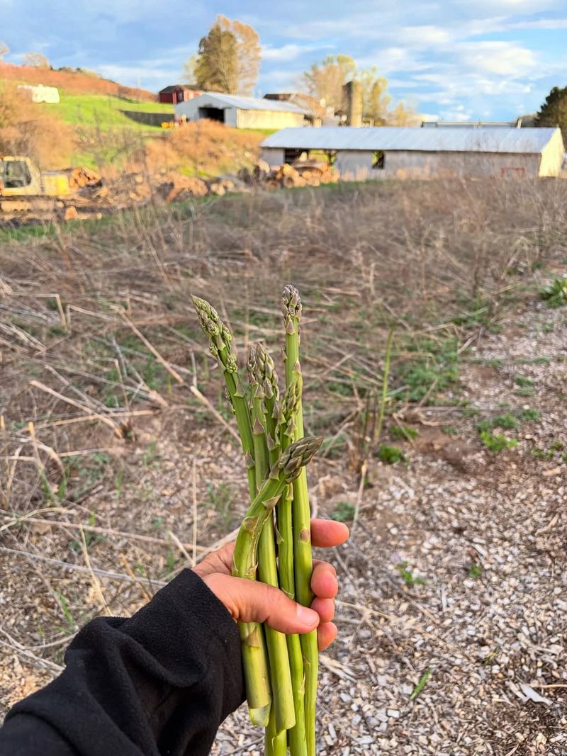 Avoid Harvesting Spears Too Early