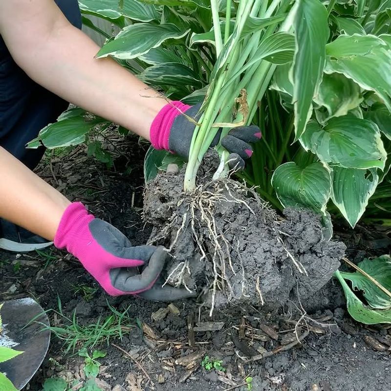 Avoid Heavy Fertilizer Applications Avoid Heavy Fertilizer Applications