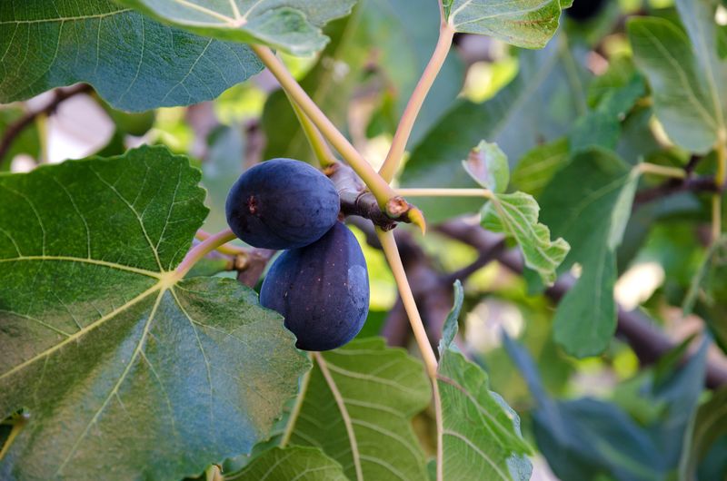 Avoid Heavy Fertilizing Late In Spring