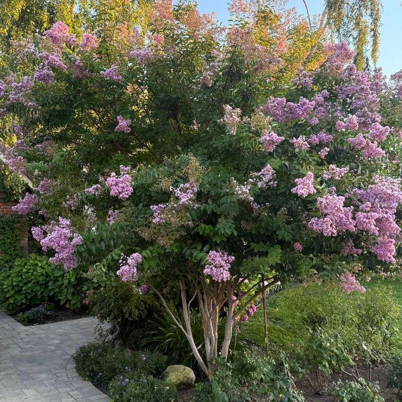 Avoid Heavy Fertilizing Late In Spring Avoid Heavy Fertilizing Late In Spring