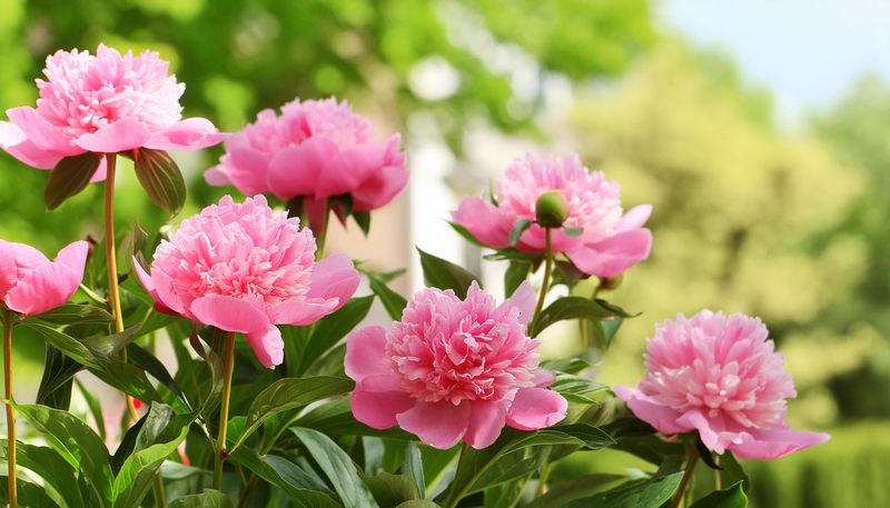 Avoid Heavy Fertilizing Now