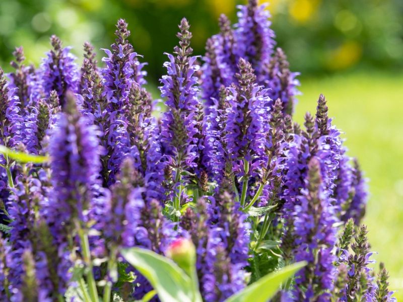 Avoid Heavy Fertilizing
