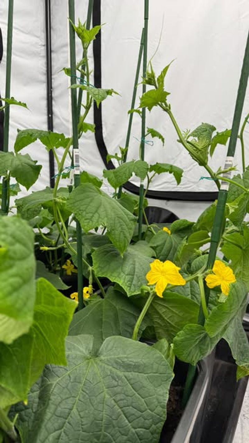 Avoid Heavy Nitrogen Fertilizer Once Flowering Begins