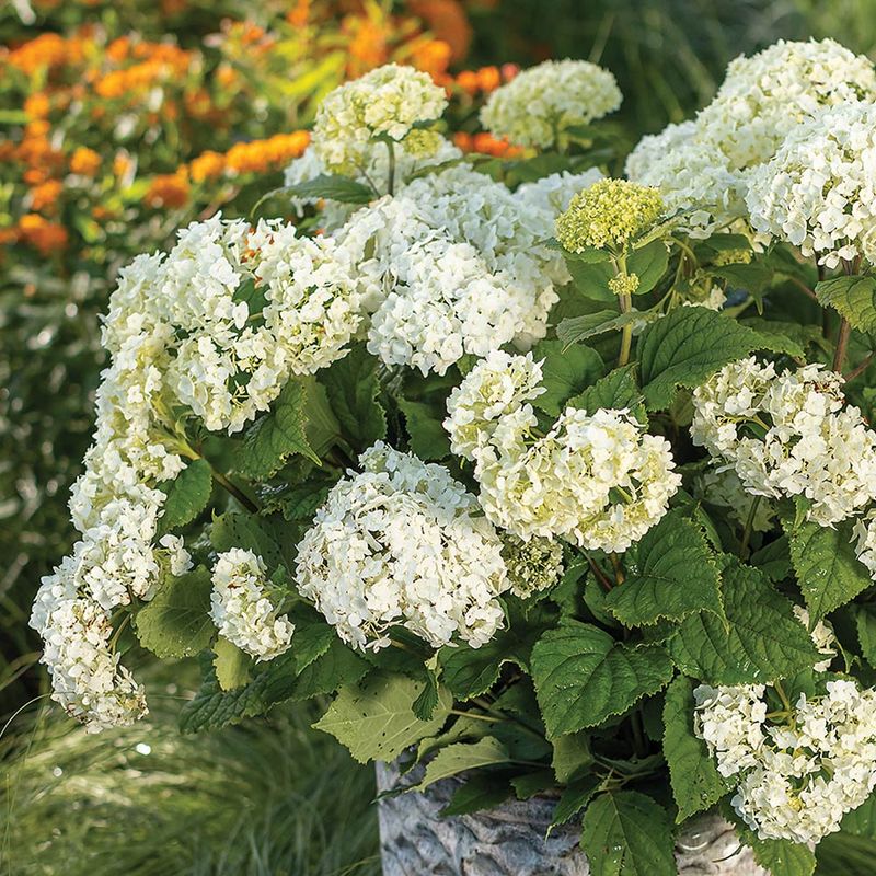 Avoid Heavy Pruning Right Now