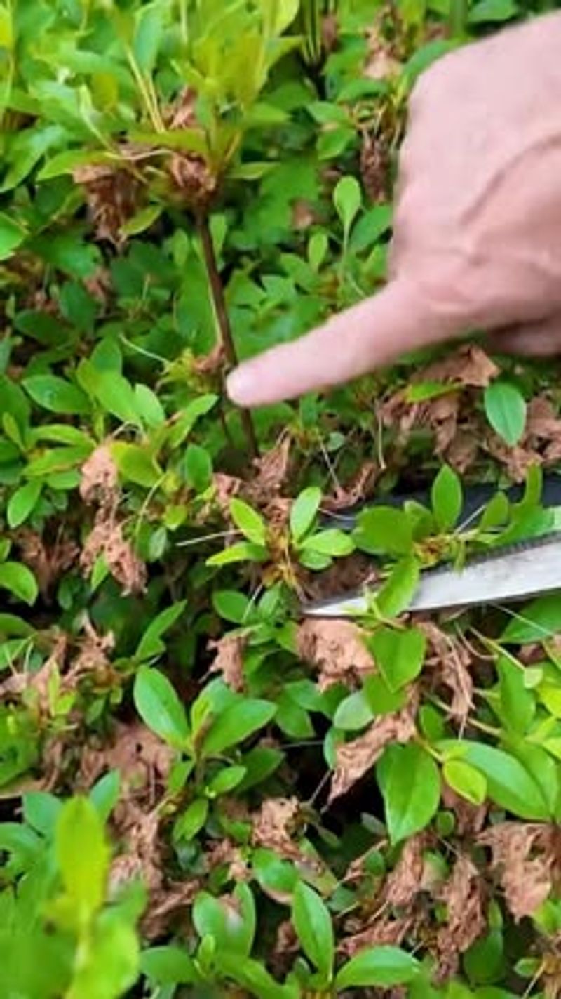 Avoid Heavy Summer Pruning