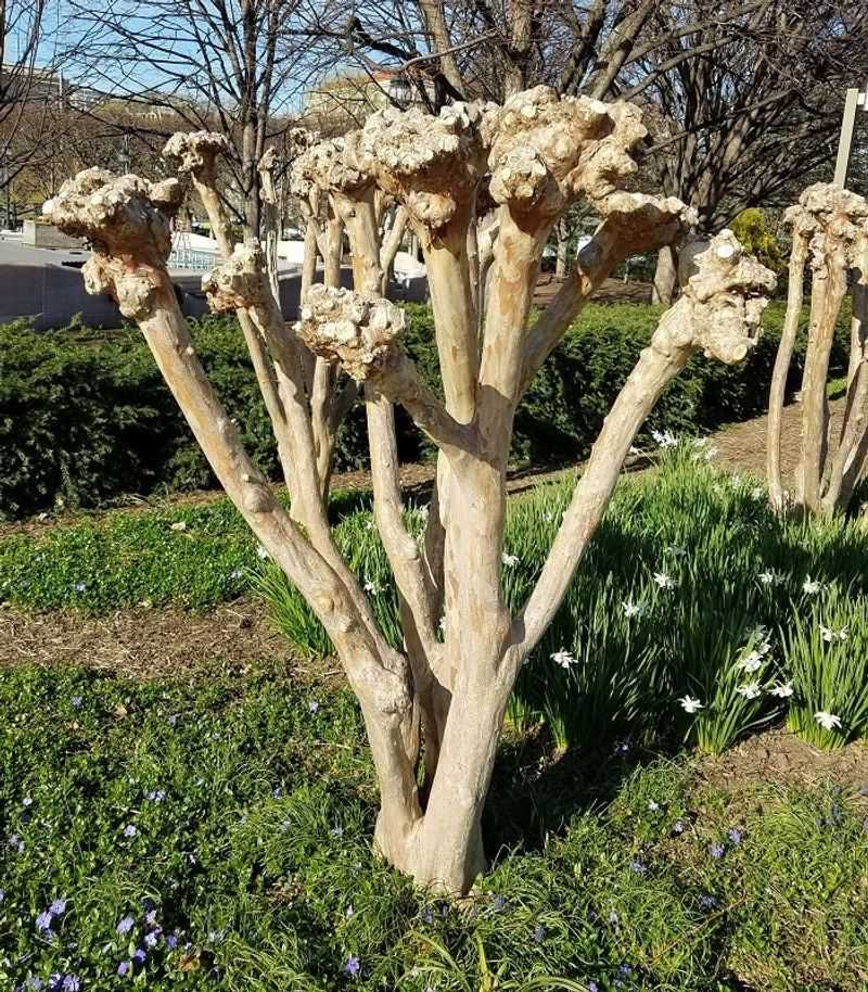 Avoid Heavy Topping Or Severe Pruning