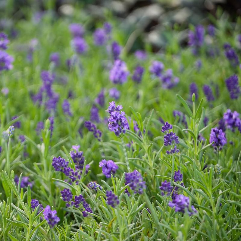 Avoid Heavy Watering Once Plants Become Established