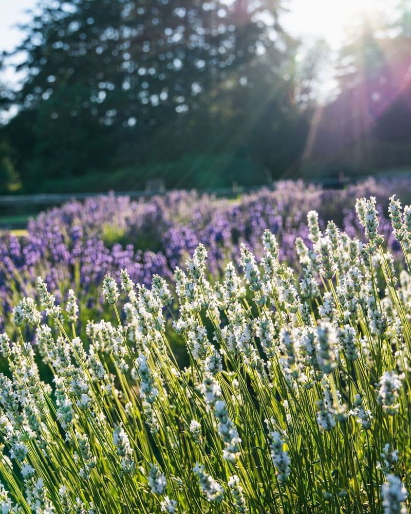Avoid High-Nitrogen Fertilizers