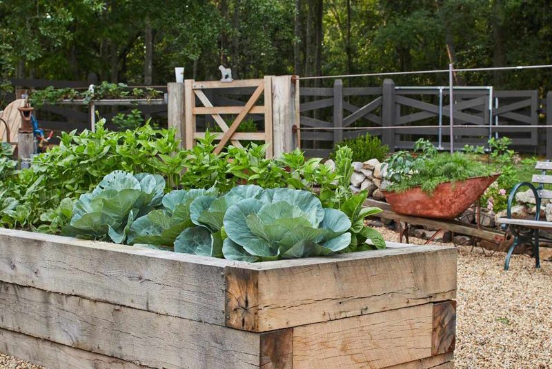 Avoid Letting Weeds Go To Seed Nearby