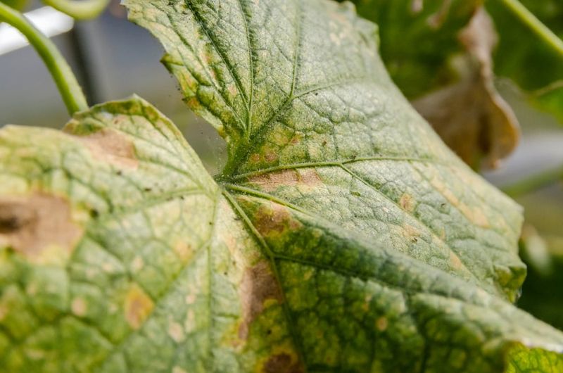 Avoid Low Airflow Areas And Plant Trellised Beans