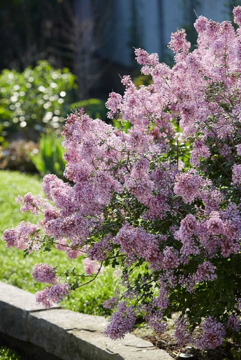 Avoid Low Spots Where Roots Stay Too Wet Avoid Low Spots Where Roots Stay Too Wet