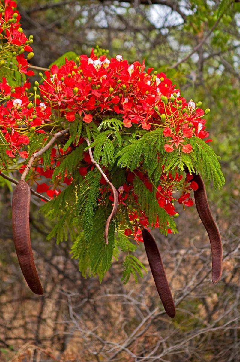 Avoid Major Royal Poinciana Cuts After Spring Flush Avoid Major Royal Poinciana Cuts After Spring Flush
