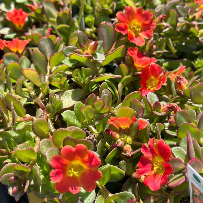 Avoid Overfeeding Since It Reduces Flowering