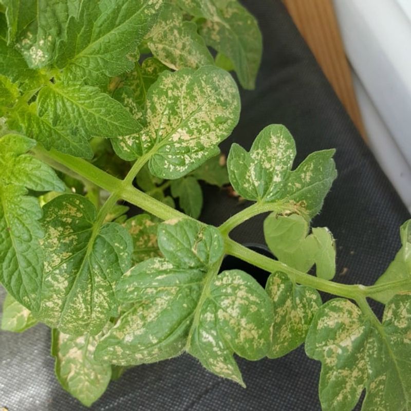 Avoid Overpruning During Hot Ohio Weather