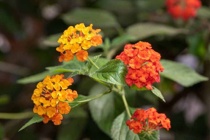 Avoid Overwatering Established Plants