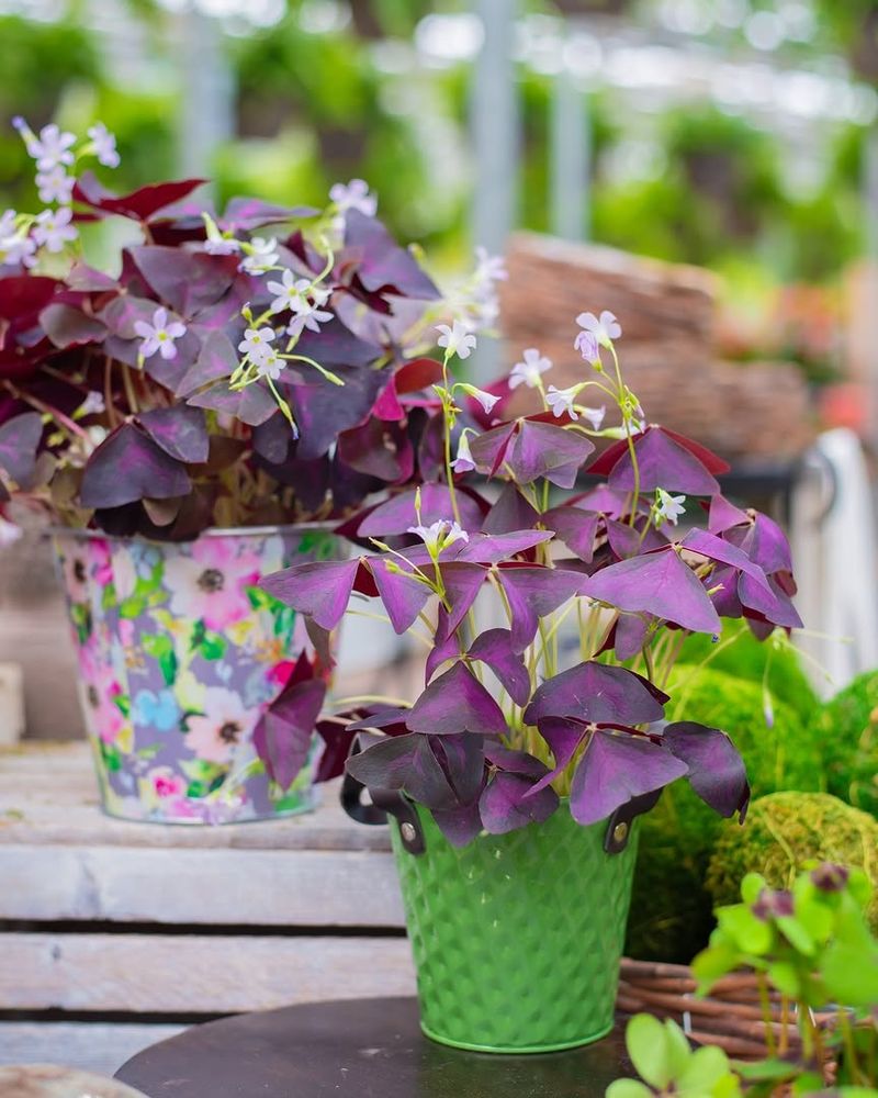 Avoid Overwatering