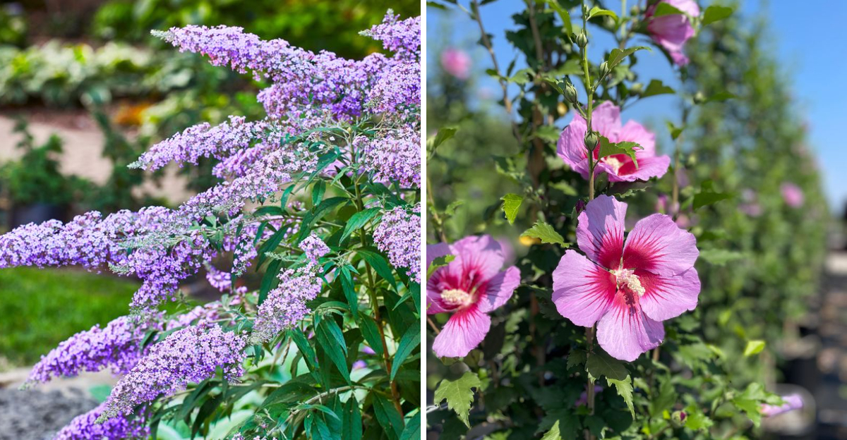 butterfly bush and rose of sharon