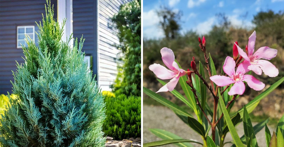 juniper and oleander