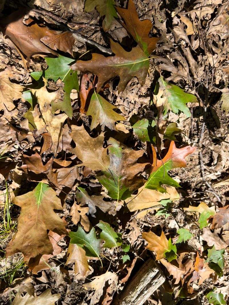 Avoid Pruning Or Wounding Oaks During Oak Wilt Risk Season