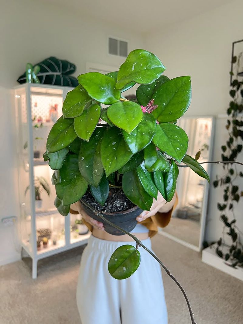 Avoid Repotting Too Often To Support Flowering