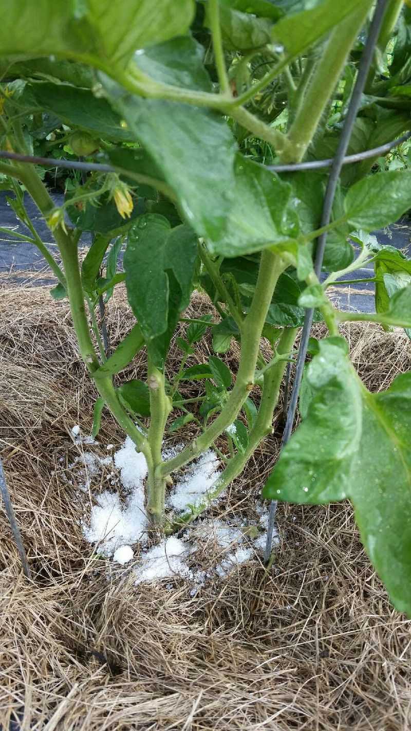 Avoid Salt Around Garden Plants