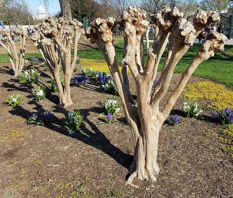 Avoid Severely Topping Your Crape Myrtle Avoid Severely Topping Your Crape Myrtle