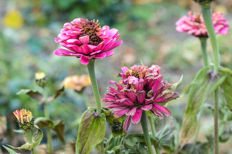Avoid Shading Your Blooms With Tall Corn Avoid Shading Your Blooms With Tall Corn