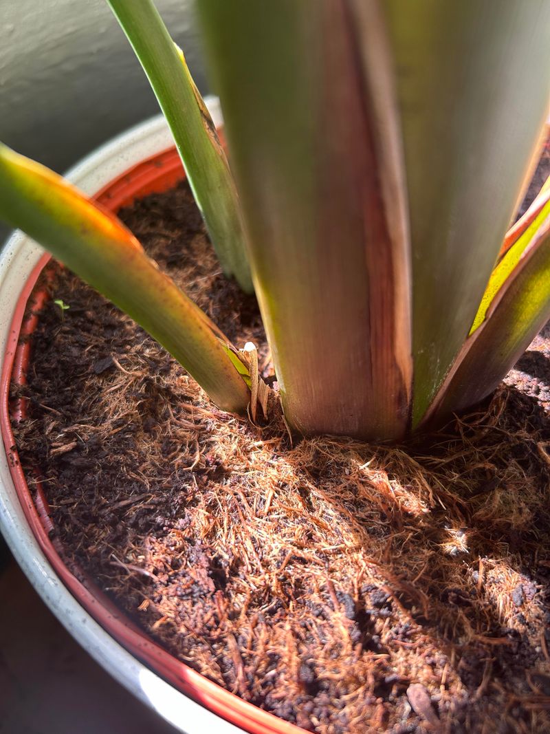 Avoid Soggy Crown Growth