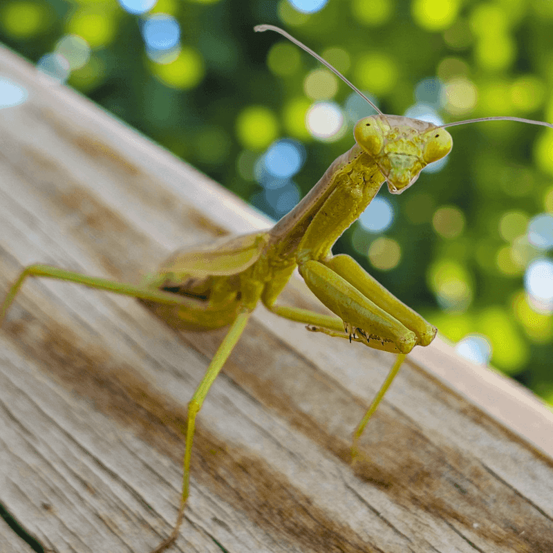 Avoid Spraying If You Want Mantises To Stay
