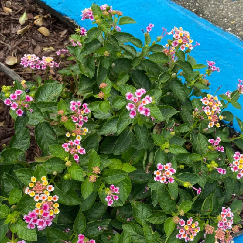 Avoid Too Much Fertilizer If You Want More Blooms