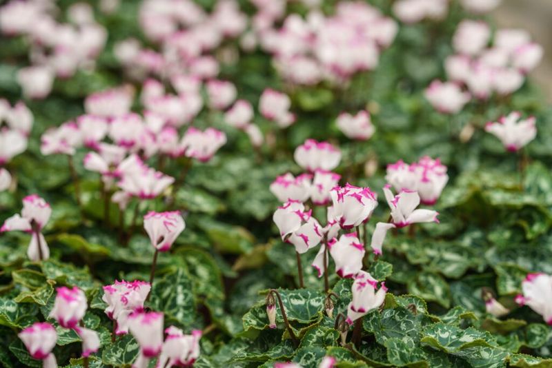 Avoid Too Much Summer Water Once Plants Settle In Avoid Too Much Summer Water Once Plants Settle In