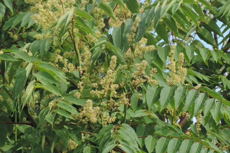 Avoid Tree Of Heaven Before It Takes Over