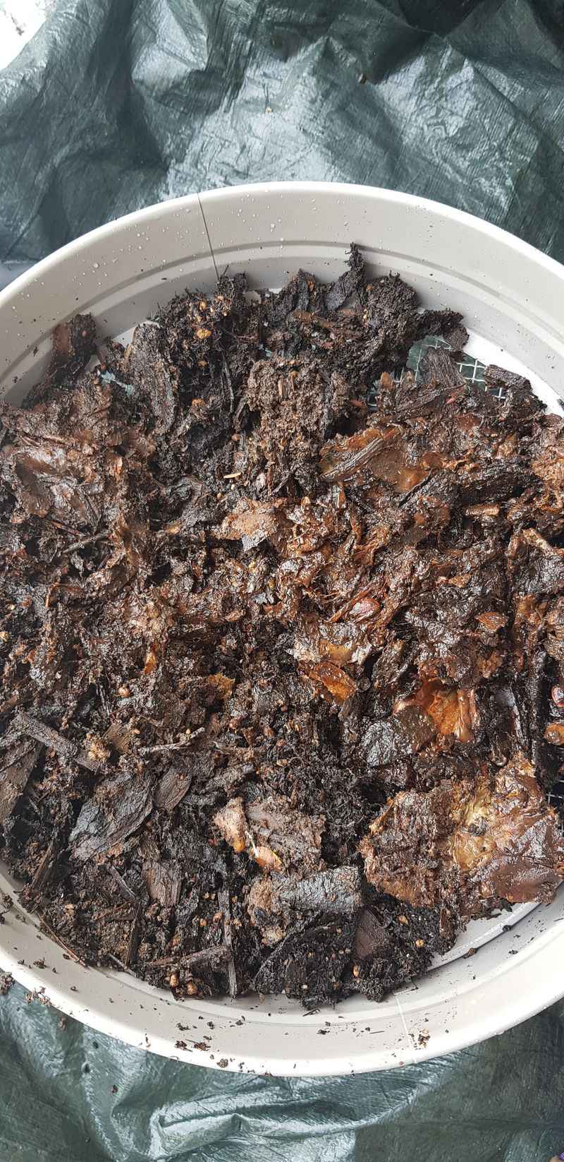 Avoid Unfinished Compost Near Roots