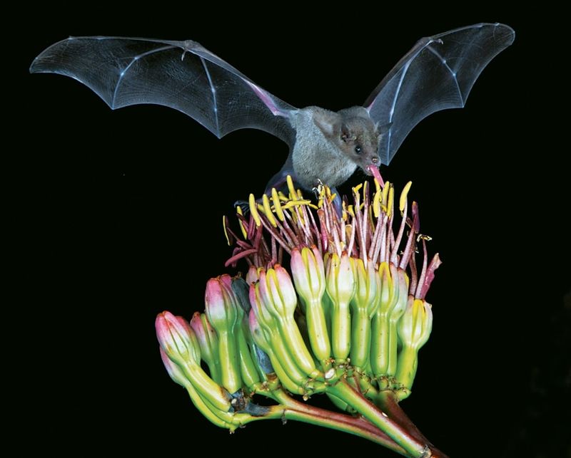 Avoid Using Broad-Spectrum Pesticides