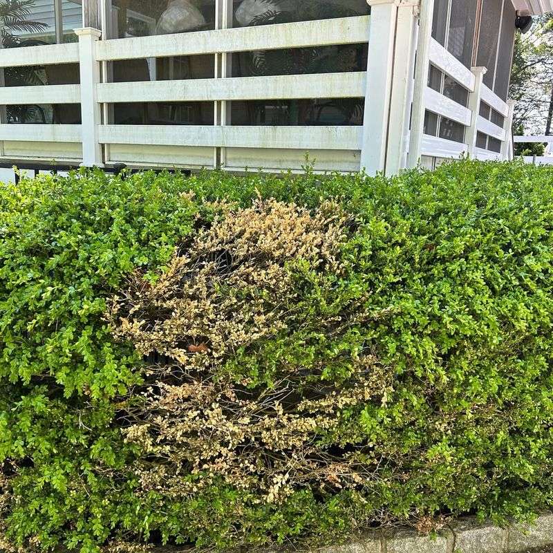Avoid Working Around Wet Boxwoods