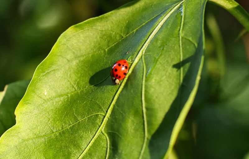 Avoiding Broad Chemical Pesticides