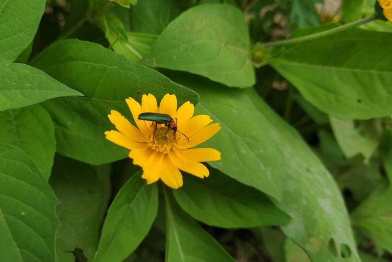 Avoiding Chemical Pesticides