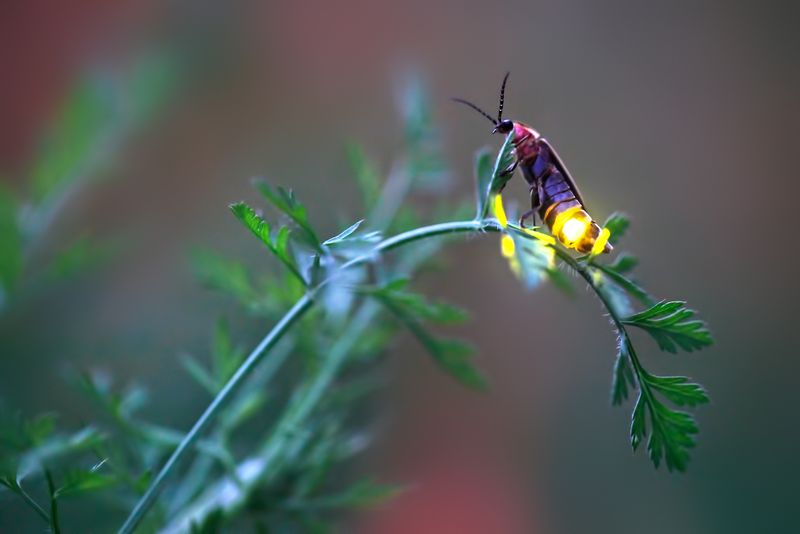 Avoiding Chemical Pesticides