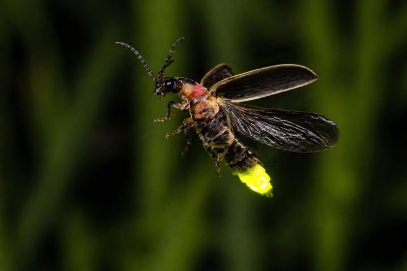 Avoiding Heavy Mosquito Sprays During Peak Evening Activity