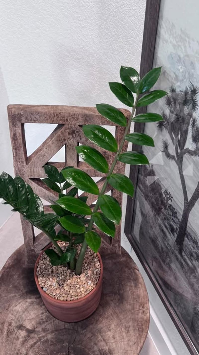 Away From Constant Overwatering Zones