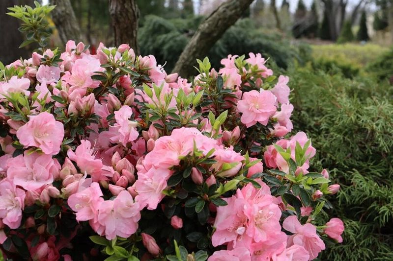 Azalea