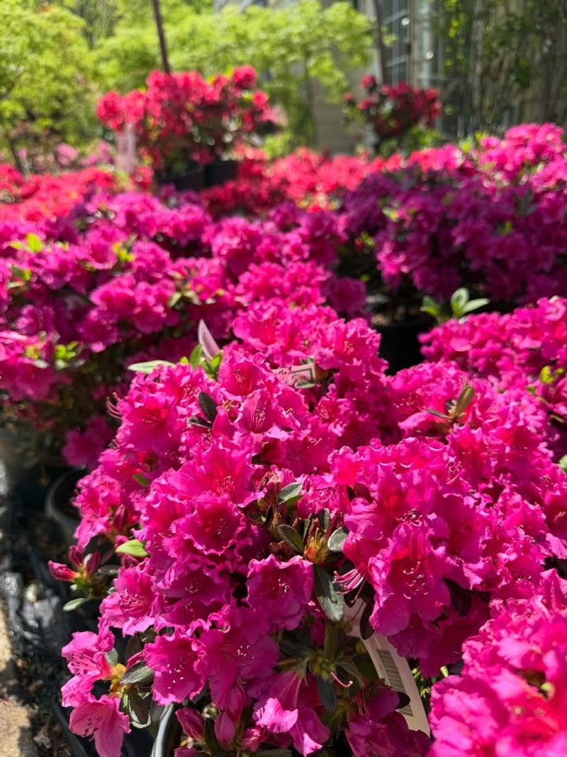 Azalea