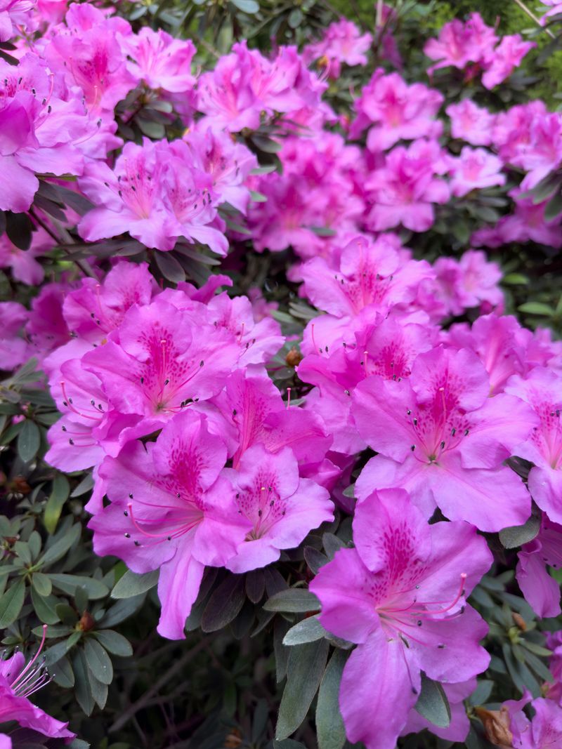 Azaleas