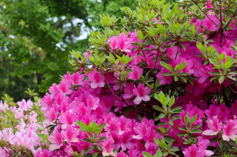 Azaleas