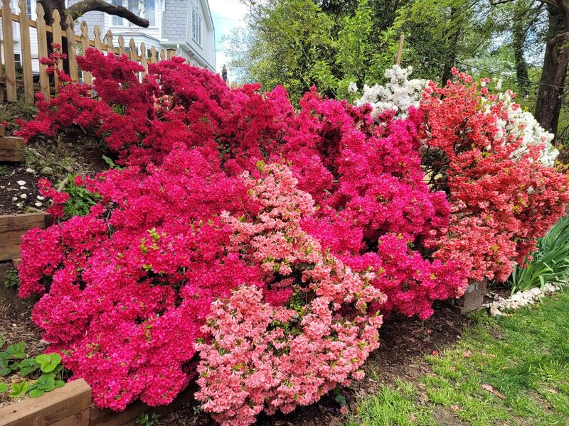 Azaleas Like Organic Matter Around Their Shallow Roots Azaleas Like Organic Matter Around Their Shallow Roots