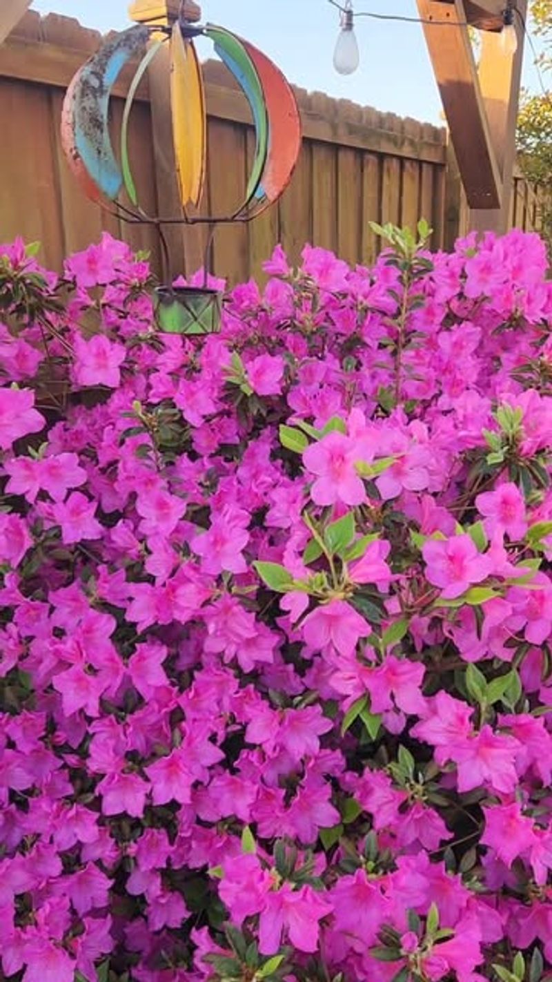Azaleas Need Acidic Soil To Stay Healthy In North Carolina