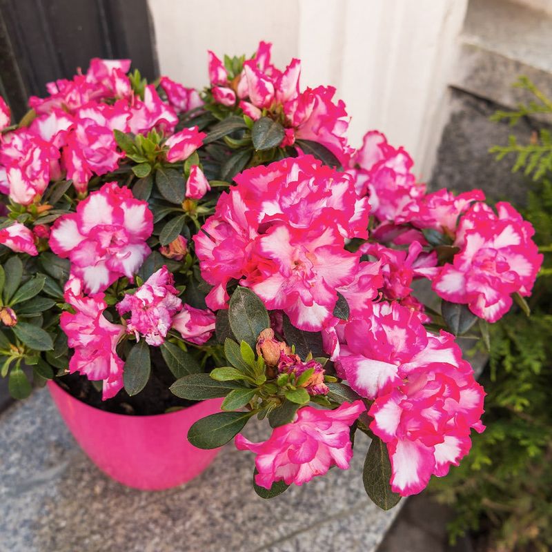Azaleas Need Moist Soil In Containers