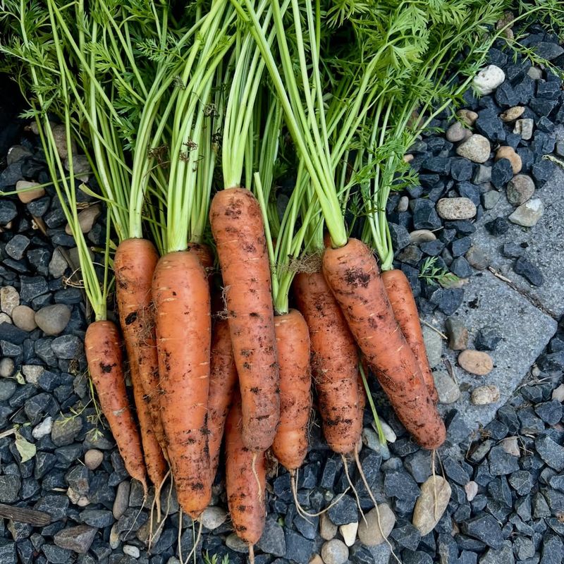 Baby Carrots Can Be Pulled Earlier Than Expected Baby Carrots Can Be Pulled Earlier Than Expected