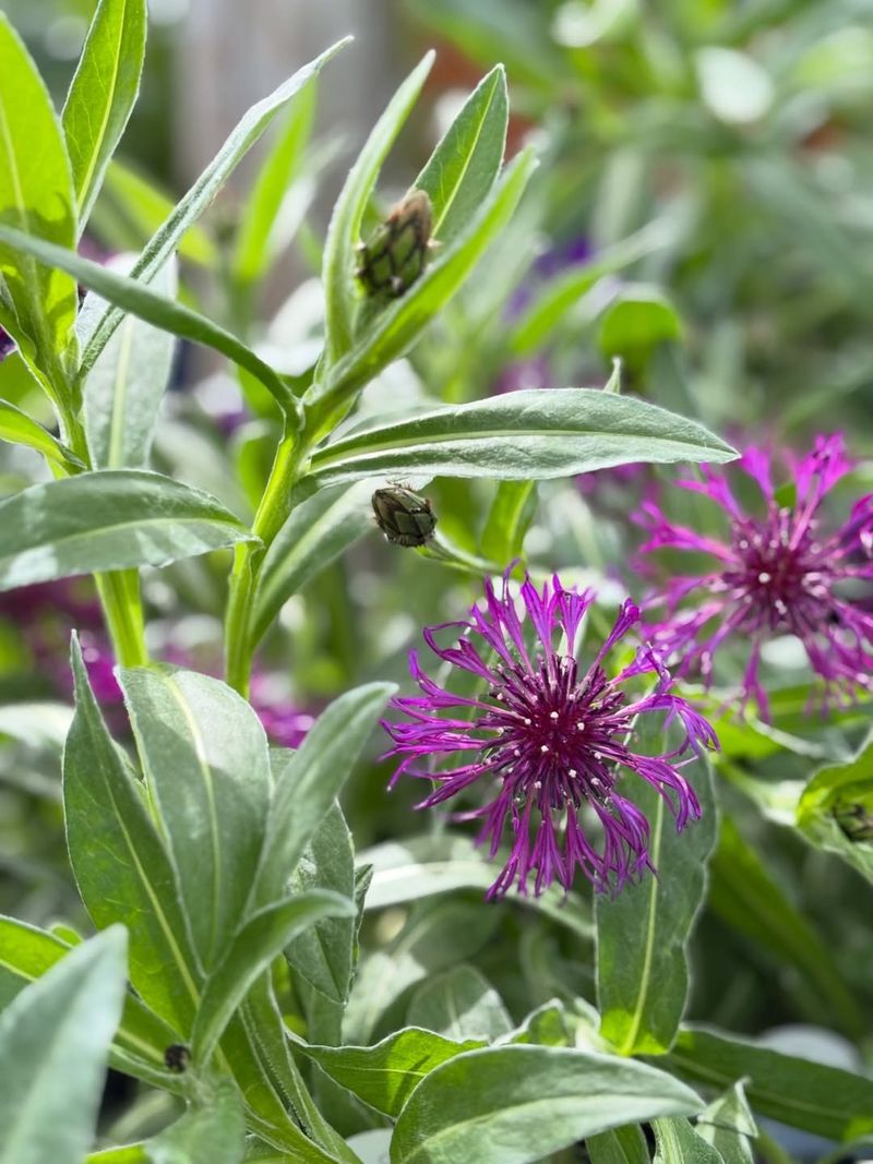 Bachelor's Buttons Bring Back That Cottage-Garden Look