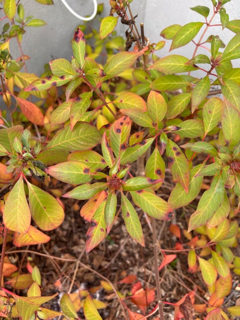 Back Off The Hose When Firebush Looks Droopy